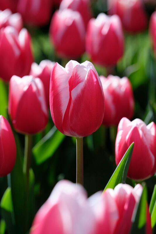 Wholesale Tulipa Triumph 'Leen van der Mark - Tulip | A.D.R. Bulbs