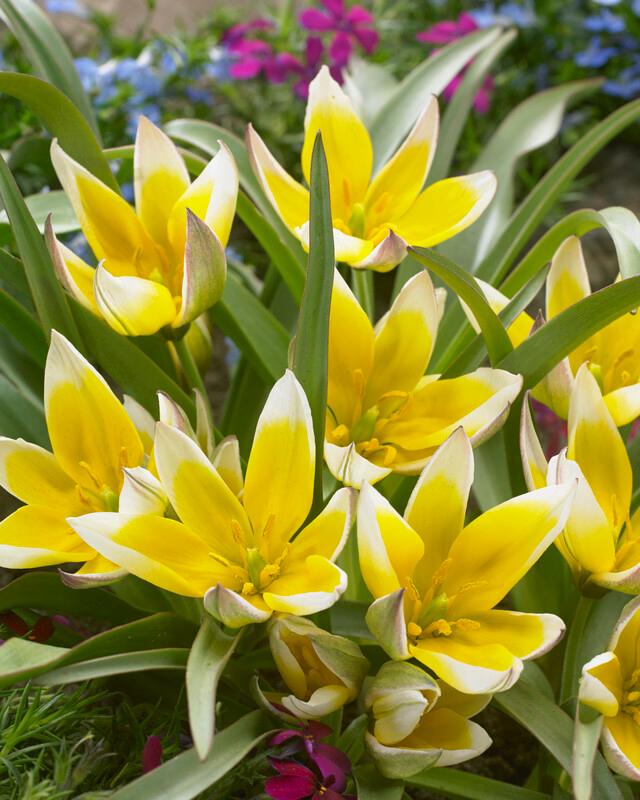 Wholesale Tulipa Miniature 'Dasystemon Tarda' - Tulip | A.D.R. Bulbs