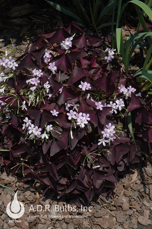 Wholesale Oxalis 'Triangularis' - Oxalis | A.D.R. Bulbs