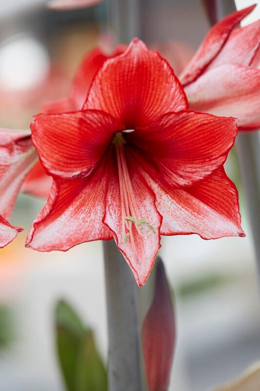 Wholesale Amaryllis Peruvian 'Charisma' - Amaryllis | A.D.R. Bulbs