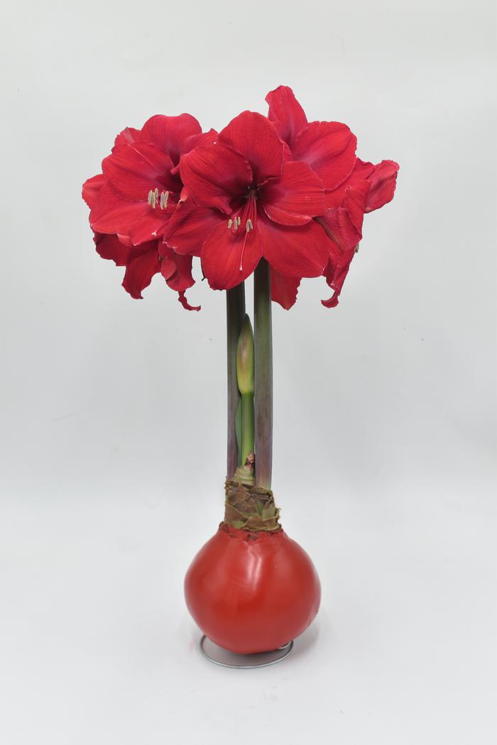 Amaryllis Assorted 'Waxed Amaryllis' Amaryllis from ADR Bulbs