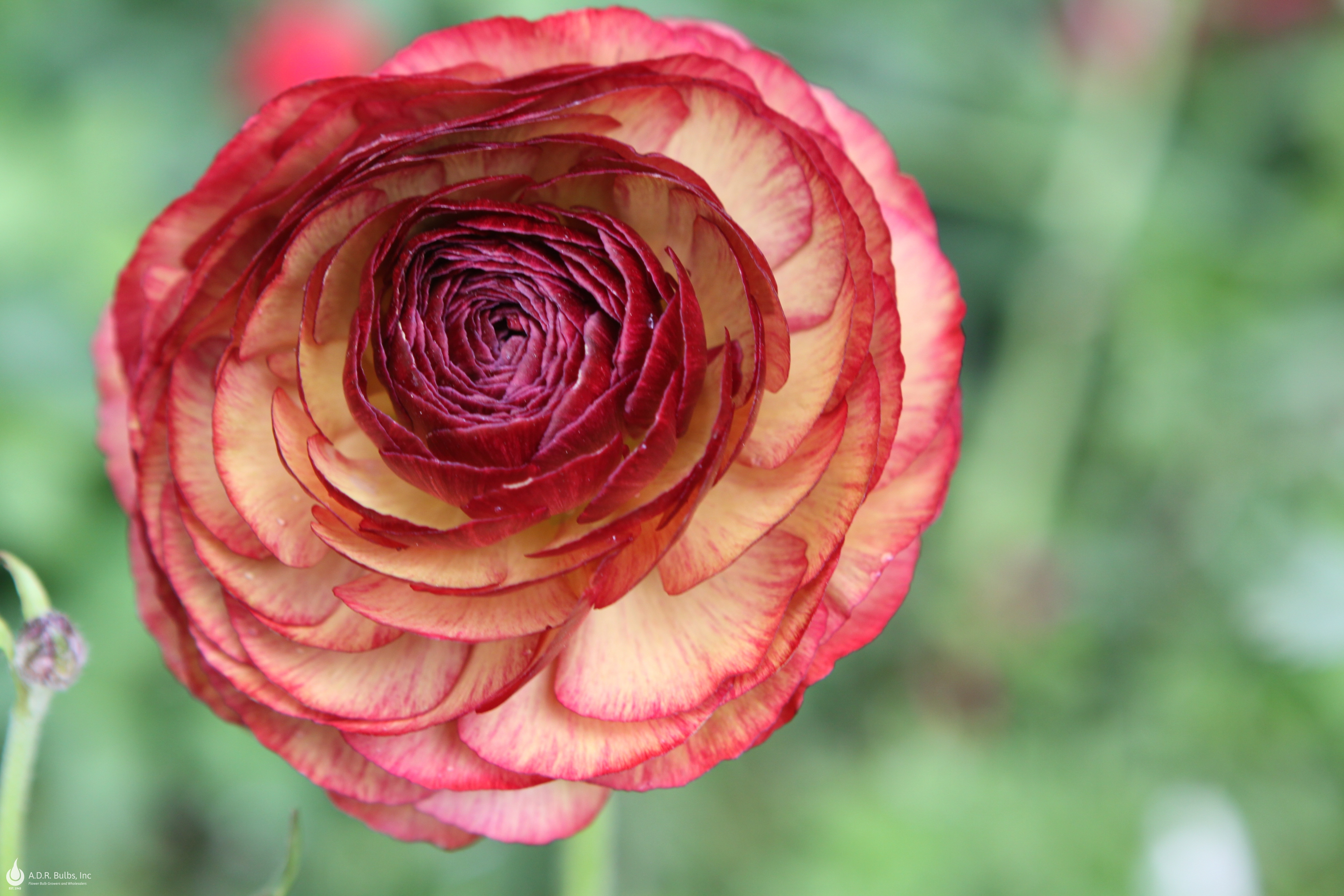 Wholesale Ranunculus 'Picotee Caffe' - Ranunculus | A.D.R. Bulbs