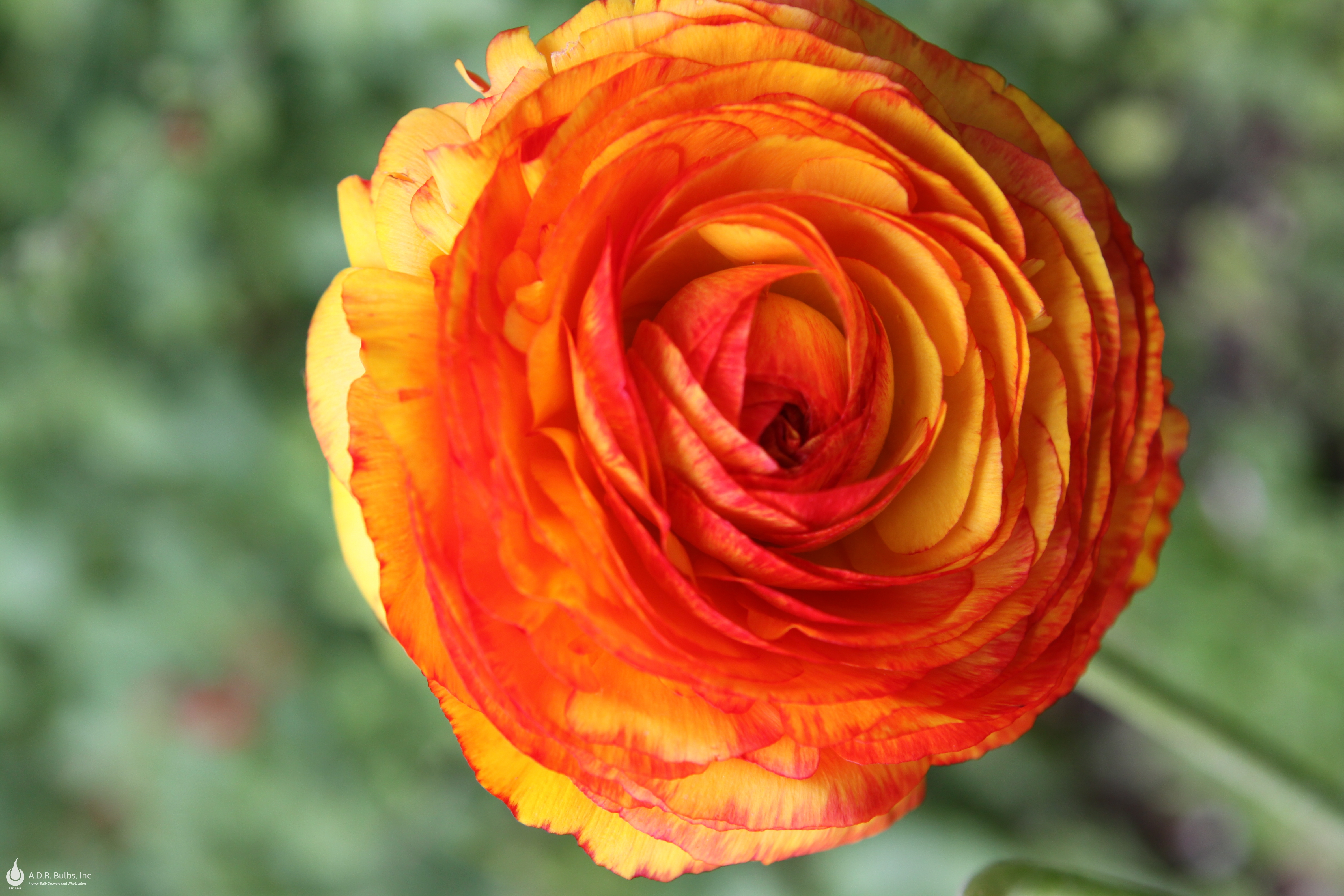 Wholesale Ranunculus 'Picotee Orange' - Ranunculus | A.D.R. Bulbs