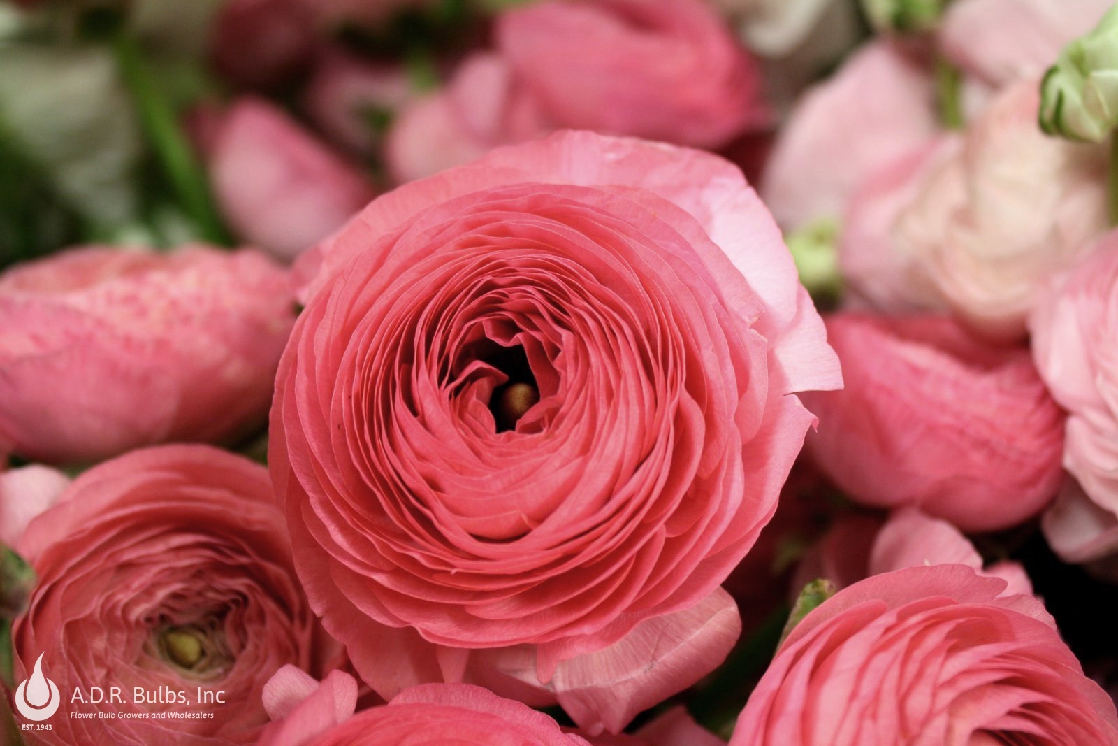 Wholesale Ranunculus Aviv 'Rose' - Ranunculus | A.D.R. Bulbs