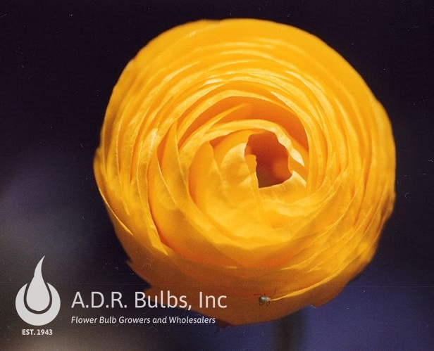 Wholesale Ranunculus Aviv 'Gold' - Ranunculus | A.D.R. Bulbs