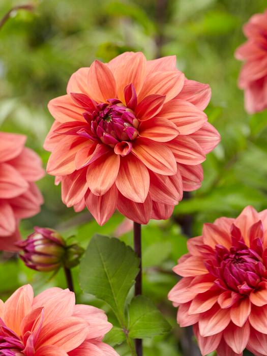 Wholesale Dahlia Decorative 'American Dawn' (Ships in Spring) - Dahlia | A.D.R. Bulbs