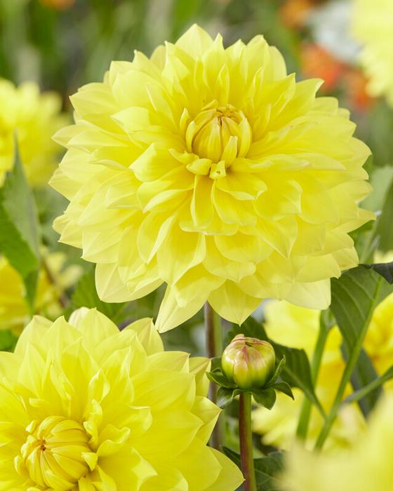 Wholesale Dahlia Decorative 'American Sun' (Ships in Spring) - Dahlia | A.D.R. Bulbs