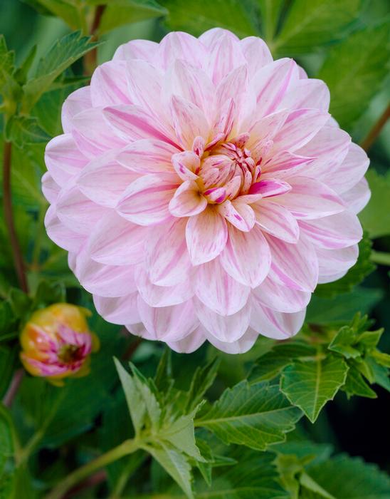 Wholesale Dahlia Decorative 'Bonesta' (Ships in Spring) - Dahlia | A.D.R. Bulbs