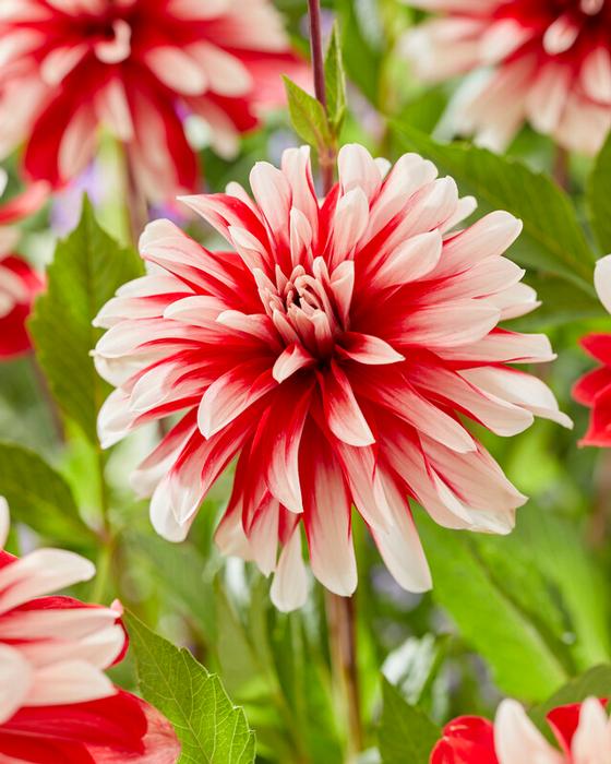 Wholesale Dahlia Decorative 'Catching Fire' (Ships in Spring) - Dahlia | A.D.R. Bulbs