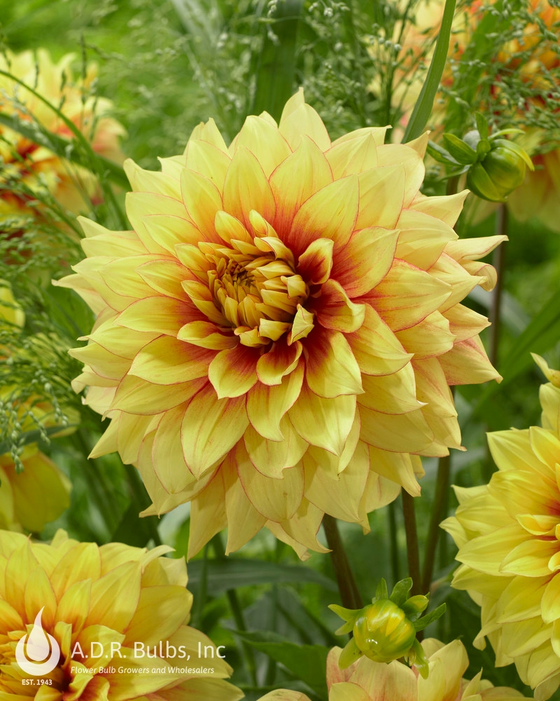 Wholesale Dahlia Decorative 'Dazzling Sun' (Ships in Spring) - Dahlia | A.D.R. Bulbs