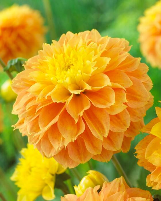 Wholesale Dahlia Decorative 'Deep Impact' (Ships in Spring) - Dahlia | A.D.R. Bulbs