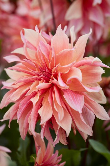 Wholesale Dahlia Decorative 'Labyrinth' (Ships in Spring) - Dahlia | A.D.R. Bulbs