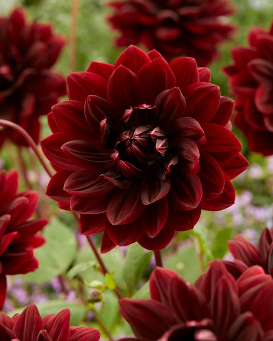 Wholesale Dahlia Decorative 'Sam Hopkins' (Ships in Spring) - Dahlia | A.D.R. Bulbs