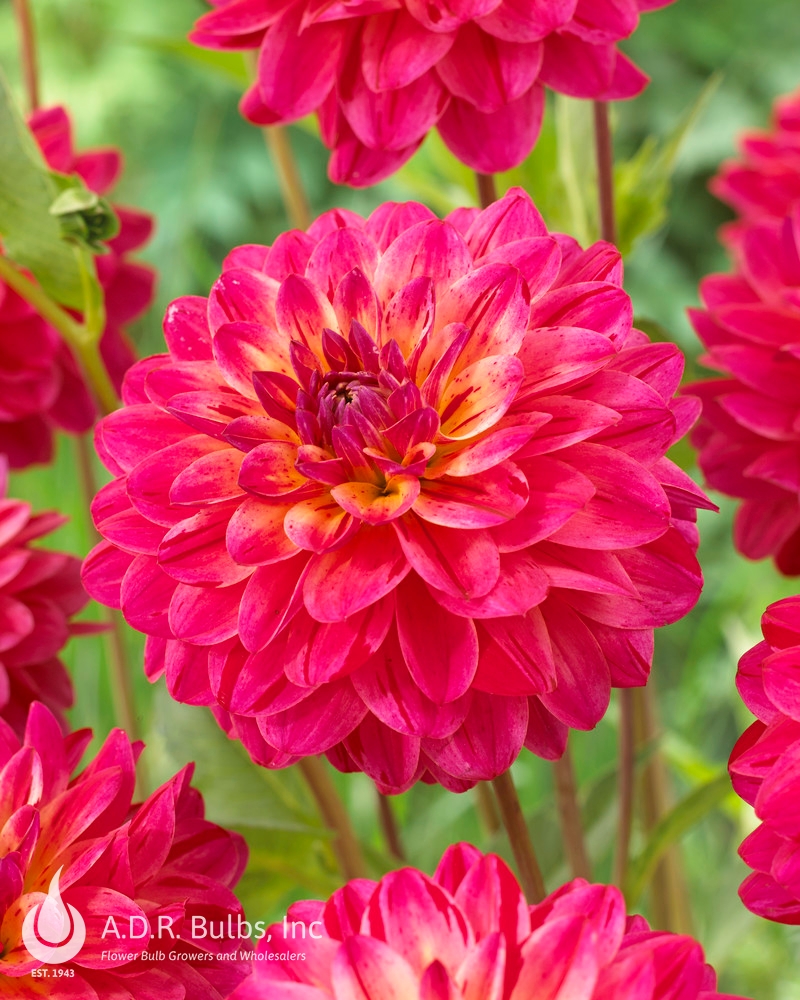 Wholesale Dahlia Decorative 'The Voice' (Ships in Spring) - Dahlia | A.D.R. Bulbs