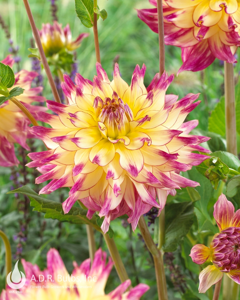 Dahlia Decorative 'Zoey Rey' (Ships In Spring) Dahlia from ADR Bulbs