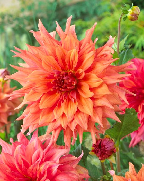Wholesale Dahlia Dinnerplate 'Belle of Bamera' (Ships in Spring) - Dahlia | A.D.R. Bulbs