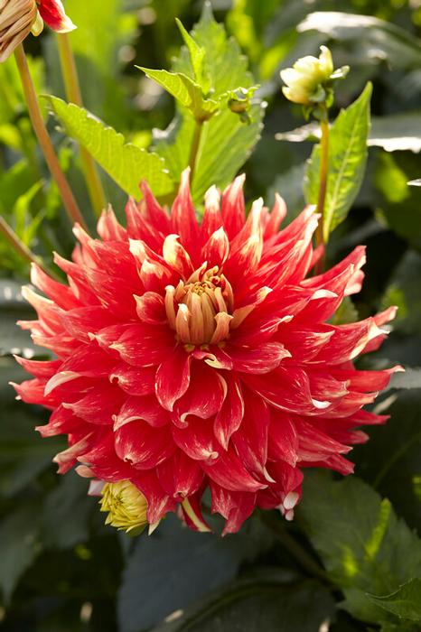 Wholesale Dahlia Dinnerplate 'Bodacious' (Ships in Spring) - Dahlia | A.D.R. Bulbs