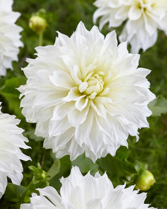Wholesale Dahlia Dinnerplate 'Fleurel (Ships in Spring) - Dahlia | A.D.R. Bulbs