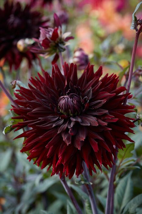 Wholesale Dahlia Cactus 'Black Jack' (Ships in Spring) - Dahlia | A.D.R. Bulbs