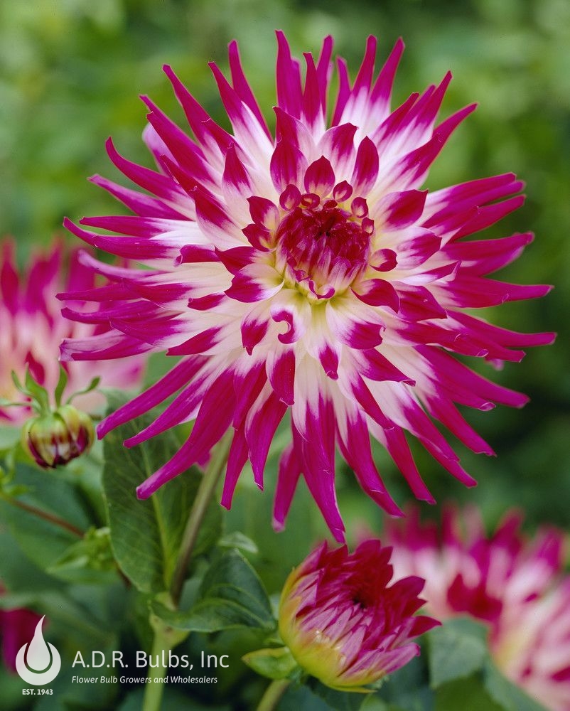 Wholesale Dahlia Cactus 'Dutch Explosion' (Ships in Spring) - Dahlia | A.D.R. Bulbs
