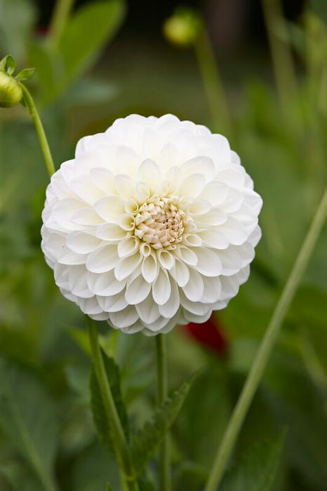 Wholesale Dahlia Ball 'Boom Boom White' (Ships in Spring) - Dahlia | A.D.R. Bulbs