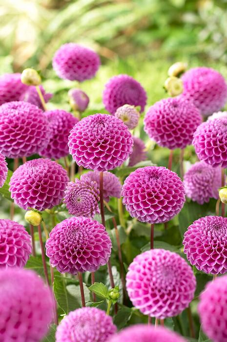 Wholesale Dahlia Ball 'Franz Kafka' (Ships in Spring) - Dahlia | A.D.R. Bulbs