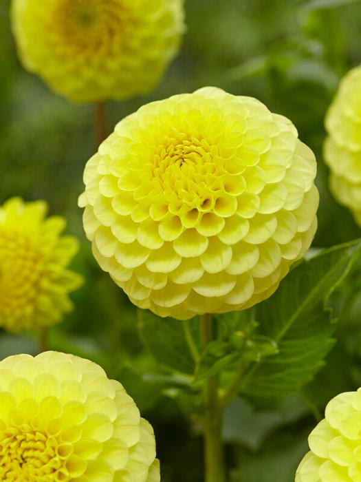 Wholesale Dahlia Ball 'Golden Torch' (Ships in Spring) - Dahlia | A.D.R. Bulbs