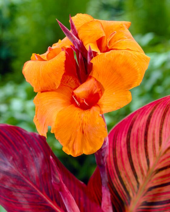 Wholesale Canna Tall Striped 'Durban' (Ships in Spring) - Canna | A.D.R. Bulbs