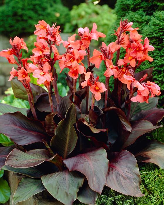 Wholesale Canna Dwarf Brown Leaf 'Angelique' (Ships in Spring) - Canna | A.D.R. Bulbs