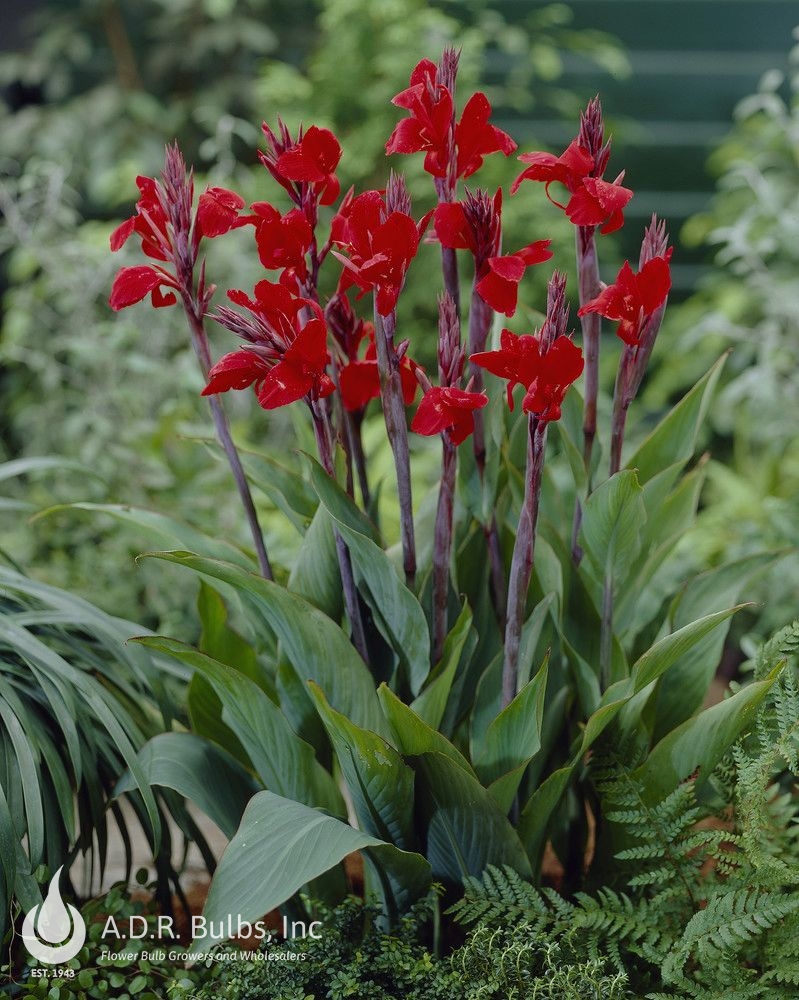 Wholesale Canna Dwarf 'Brilliant' (Ships in Spring) - Canna | A.D.R. Bulbs