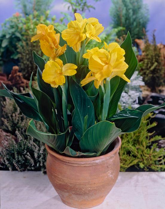 Wholesale Canna Dwarf 'King City Gold' (Ships in Spring) - Canna | A.D.R. Bulbs