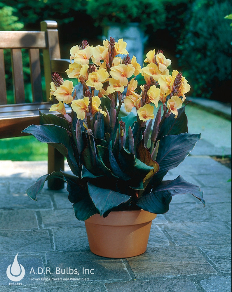 Wholesale Canna Dwarf 'Louis Cottin' (Ships in Spring) - Canna | A.D.R. Bulbs