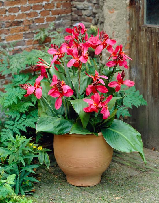 Wholesale Canna Dwarf 'Pink and Roses' (Ships in Spring) - Canna | A.D.R. Bulbs