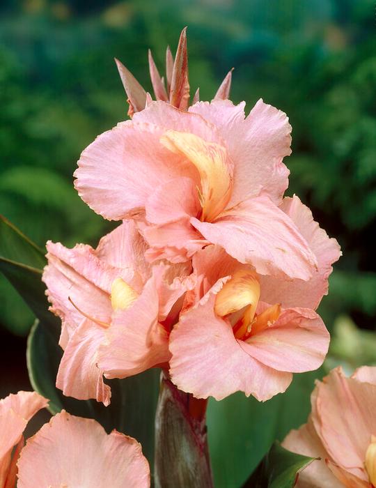 Wholesale Canna Tall Green Leaf 'Salmon Beauty' (Ships in Spring) - Canna | A.D.R. Bulbs