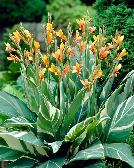 Wholesale Canna Tall Striped 'Stuttgart' (Ships in Spring) - Canna | A.D.R. Bulbs
