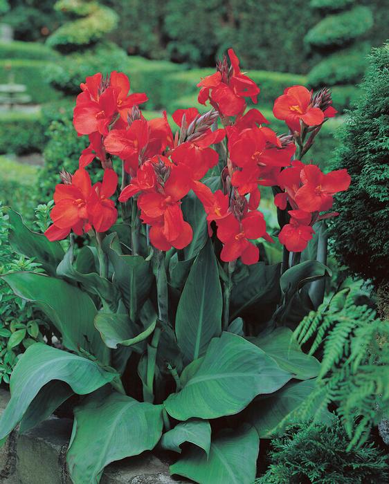 Wholesale Canna Dwarf 'The President' (Ships in Spring) - Canna | A.D.R. Bulbs