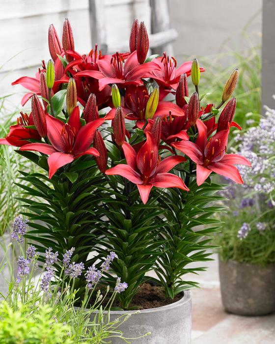 Wholesale Lilium Asiatic 'Cavoli' (Ships in Spring) - Lily | A.D.R. Bulbs