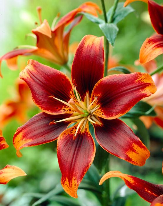 Wholesale Lilium Asiatic 'Forever Susan' (Ships in Spring) - Lily | A.D.R. Bulbs