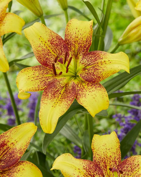 Wholesale Lilium Asiatic 'Golden Stone' (Ships in Spring) - Lily | A.D.R. Bulbs
