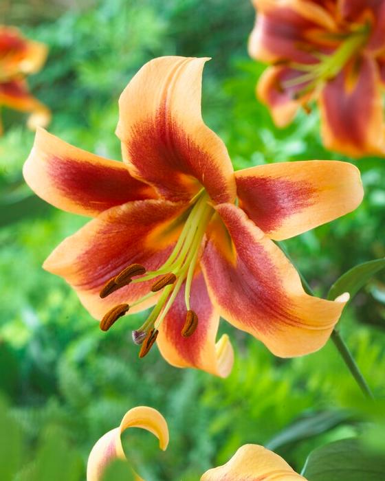 Wholesale Lilium OT Hybrid 'Debby' (Ships in Spring) - Lily | A.D.R. Bulbs