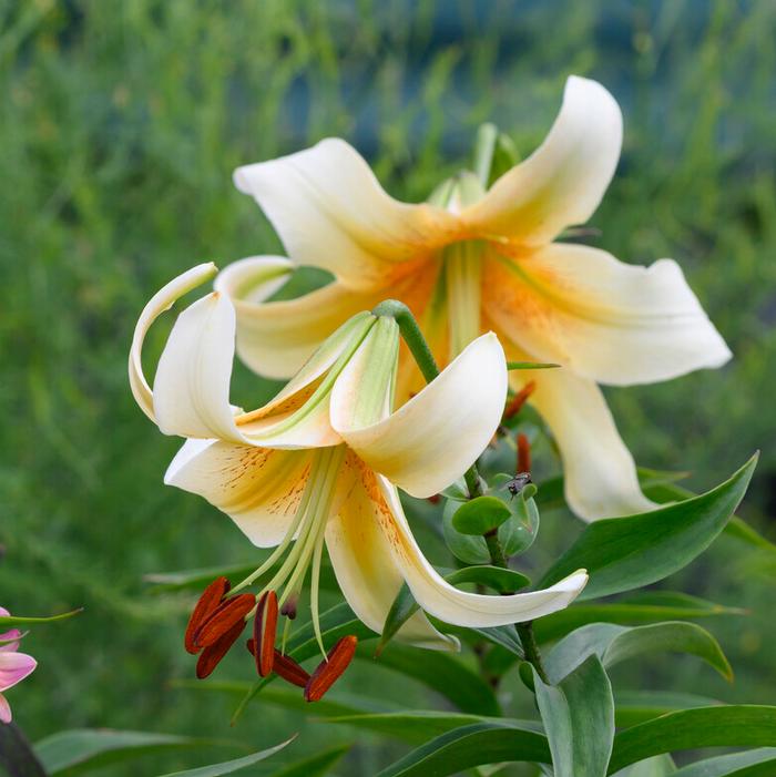 Wholesale Lilium OT Hybrid 'Mister Cas' (Ships in Spring) - Lily | A.D.R. Bulbs