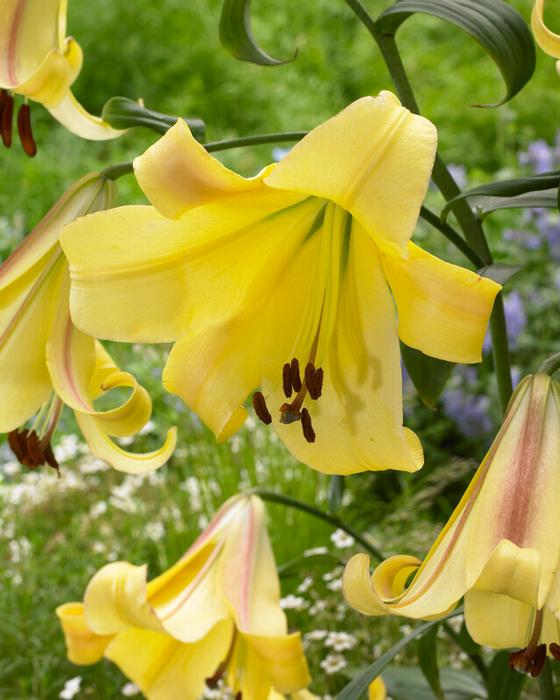 Wholesale Lilium OT Hybrid 'Rising Moon (Ships in Spring) - Lily | A.D.R. Bulbs