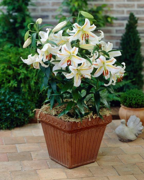 Wholesale Lilium Oriental 'Garden Party ' (Ships in Spring) - Lily | A.D.R. Bulbs