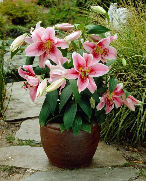 Wholesale Lilium Oriental 'Mona Lisa' (Ships in Spring) - Lily | A.D.R. Bulbs
