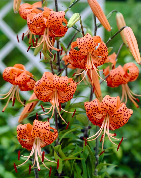 Tiger lilies shop