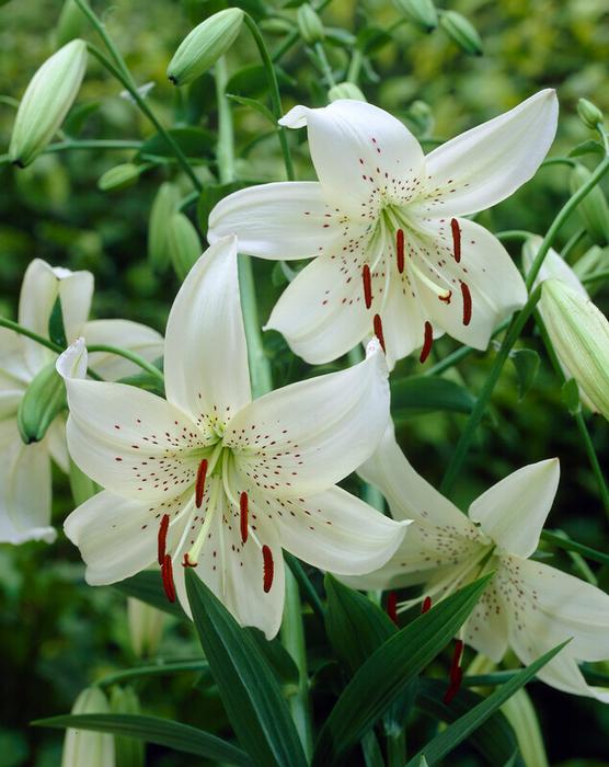 Wholesale Lilium Tiger 'White Twinkle' (Ships in Spring) - Lily | A.D.R. Bulbs