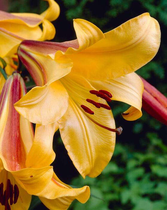 Wholesale Lilium Trumpet 'Golden Splendour' (Ships in Spring) - Lily | A.D.R. Bulbs