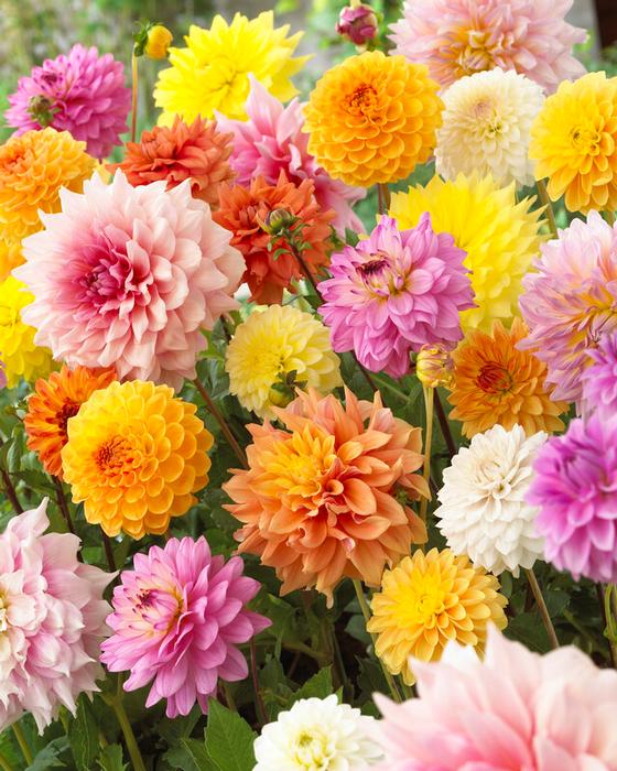 Wholesale Dahlia Value Pack 'Sunny Pastel Mix' (Ships in Spring) - Dahlia | A.D.R. Bulbs