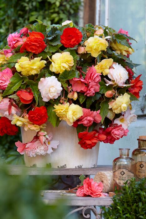 Wholesale Begonia Odorata 'Mix' (Ships in Spring) - Begonia | A.D.R. Bulbs