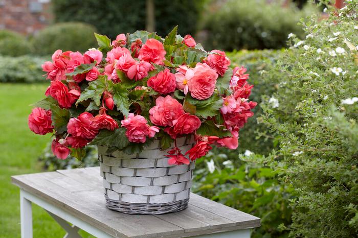 Wholesale Begonia Odorata 'Pink Delight' (Ships in Spring) - Begonia | A.D.R. Bulbs